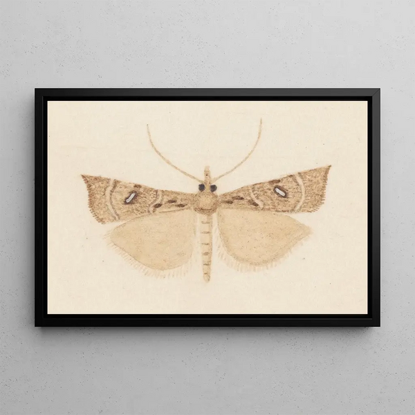 Entomologie aquarelle Pl162 - George Hudson — ingelijst kunstwerk aan de muur