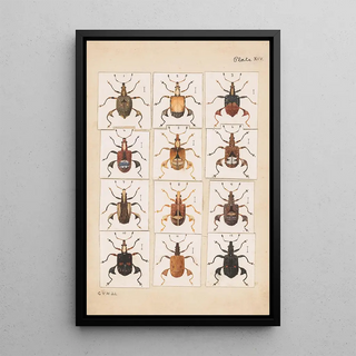 George Hudson - Original hand painted plate for Fragments of New Zealand Entomology Plate XIV.webp