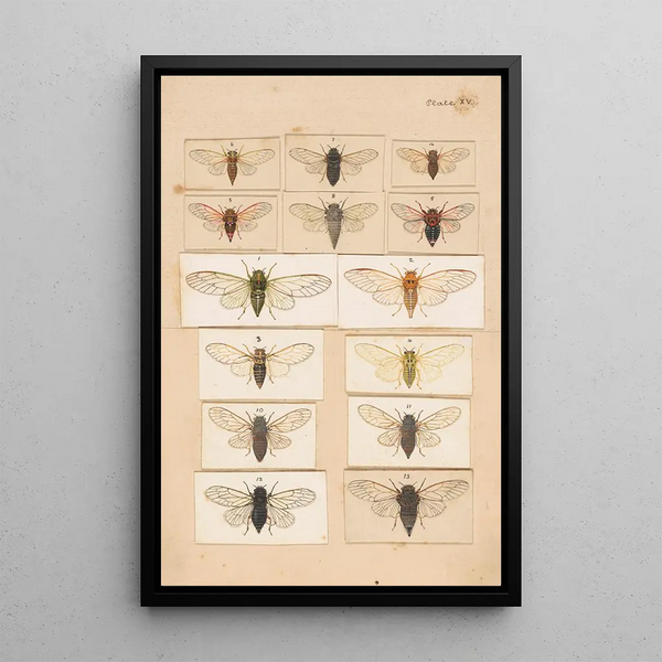 George Hudson - Original hand painted plate for Fragments of New Zealand Entomology Plate XV.webp