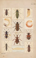 Planche originale peint à la main pour Coléoptères de Nouvelle-Zélande Planche XVI - George Hudson — weergave van het kunstwerk