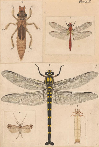 George Hudson - Original hand painted plate for New Zealand Neuroptera Plate II.webp