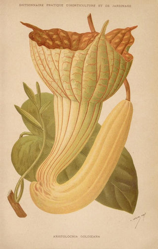 George Nicholson - Dictionnaire pratique dhorticulture Pl06.webp