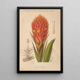 George Nicholson - Dictionnaire pratique dhorticulture Pl10.webp