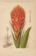 Dictionnaire pratique d'horticulture Pl10 - George Nicholson — artwork view