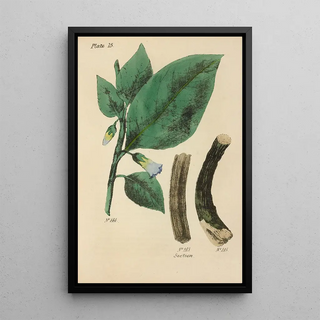 George Sampson Valentine Wills - A Manual of Vegetable Materia Medica Pl04.webp