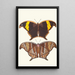 Arcésilas - George Shaw — framed artwork on a wall
