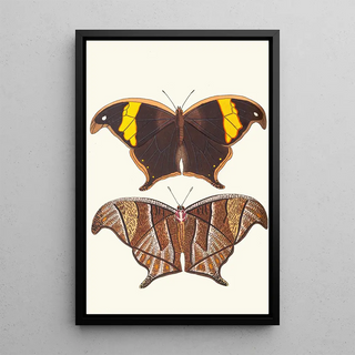 George Shaw - Arcesilaus.webp