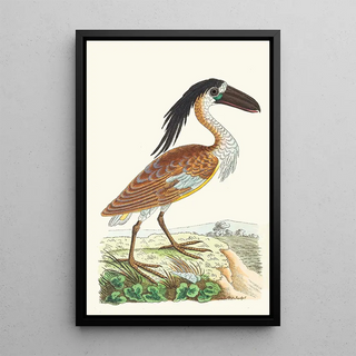 George Shaw - BoatBill.webp