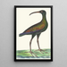 Curlew brésilien - George Shaw — framed artwork on a wall