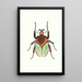 Scarabée cacique - George Shaw — framed artwork on a wall