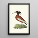 Ibis Huppé - George Shaw — framed artwork on a wall