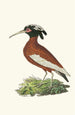 Ibis Huppé - George Shaw — artwork view