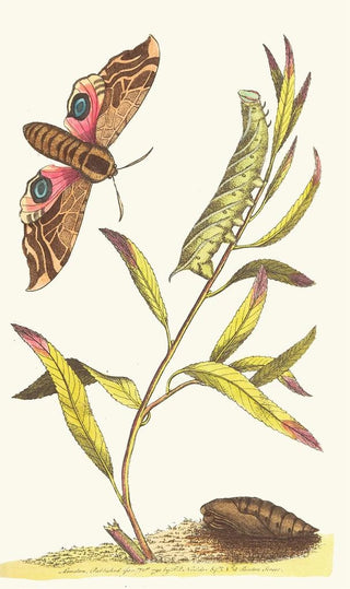 George Shaw - EYED HAWKMOTH.webp
