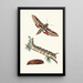 Sphinx ligné - George Shaw — framed artwork on a wall