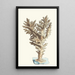 Madrepore muricé - George Shaw — framed artwork on a wall