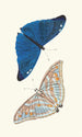 Papilio Adonis - George Shaw — artwork view