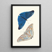 Papilio Adonis - George Shaw — framed artwork on a wall