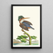 The kingfisher - George Shaw — framed artwork on a wall