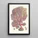 L'éventail Gorgonia - George Shaw — framed artwork on a wall