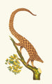 The four-fingered pangolin - George Shaw — artwork view