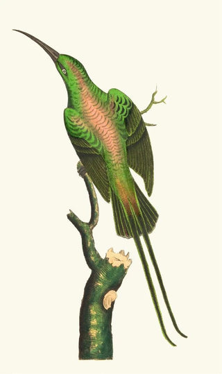 George Shaw - THE SHINING CREEPER.webp