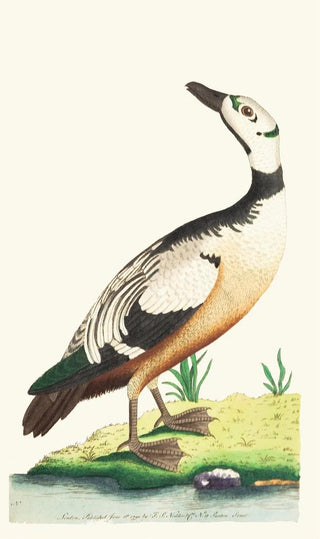 George Shaw - THE WESTERN DUCK.webp