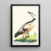 The Western Duck - George Shaw — framed artwork on a wall