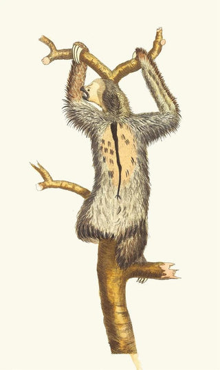 George Shaw - THREETOED SLOTH.webp