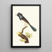 La fauvette superbe - George Shaw — framed artwork on a wall