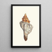 Murex trapezoidal - George Shaw — framed artwork on a wall