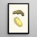 Phyllidie triligne - George Shaw — framed artwork on a wall