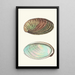 Haliotis tuberculée - George Shaw — framed artwork on a wall