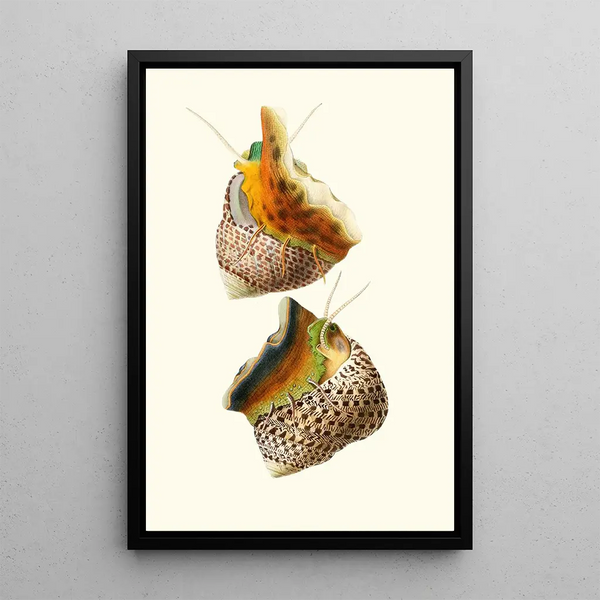 Georges Servain - Trochus Turbinas Trochus articulatus.webp