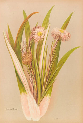 Georgina Burne Hetley - Celmisia Monroi.webp