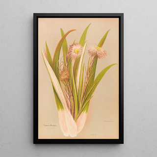 Georgina Burne Hetley - Celmisia Monroi.webp