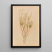 Epacris microphylla - Georgina Burne Hetley — framed artwork on a wall