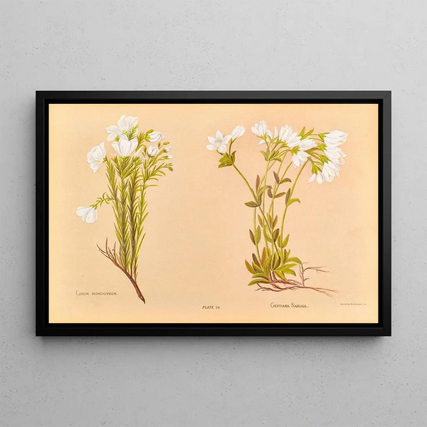Georgina Burne Hetley - Linum Monogynum.webp