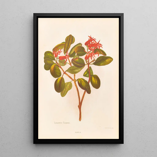 Georgina Burne Hetley - Loranthus Colensoi.webp