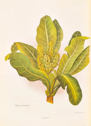 Georgina Burne Hetley - Meryta Sinclairii.webp