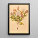 Metrosideros albiflora - Georgina Burne Hetley — ingelijst kunstwerk aan de muur