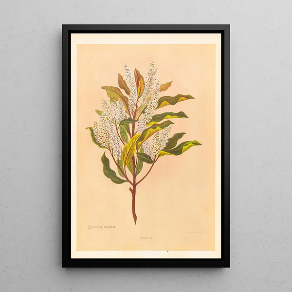 Georgina Burne Hetley - Quintinia Serrata.webp