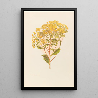 Georgina Burne Hetley - Senecio Perdicioides.webp