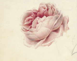 Georgius Jacobus Johannes van Os - Roze roos.webp