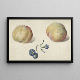 Georgius Jacobus Johannes van Os - Twee perzikken en een bloem.webp