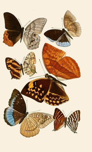 Gesellschaft Isis in Dresden - Deutsche entomologische Zeitschrift pl 4.webp