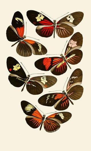 Gesellschaft Isis in Dresden - Deutsche entomologische Zeitschrift pl 6.webp