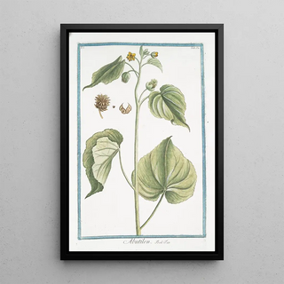 Giorgio Bonelli - Abutilon Flowering Maples.webp