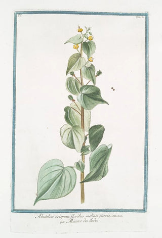 Giorgio Bonelli - Abutilon crispum floribus melinis parvis Mauve des Indes.webp