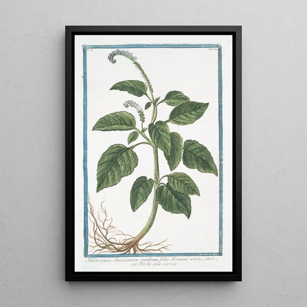 Giorgio Bonelli - Heliotropium Americanum cruleum foliis Horminii Herbe aux verrues Heliotrope Cherry pie.webp