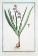 Jacinthe des jardins - Giorgio Bonelli — weergave van het kunstwerk